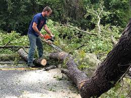 Professional Tree Services in Marmaduke, AR